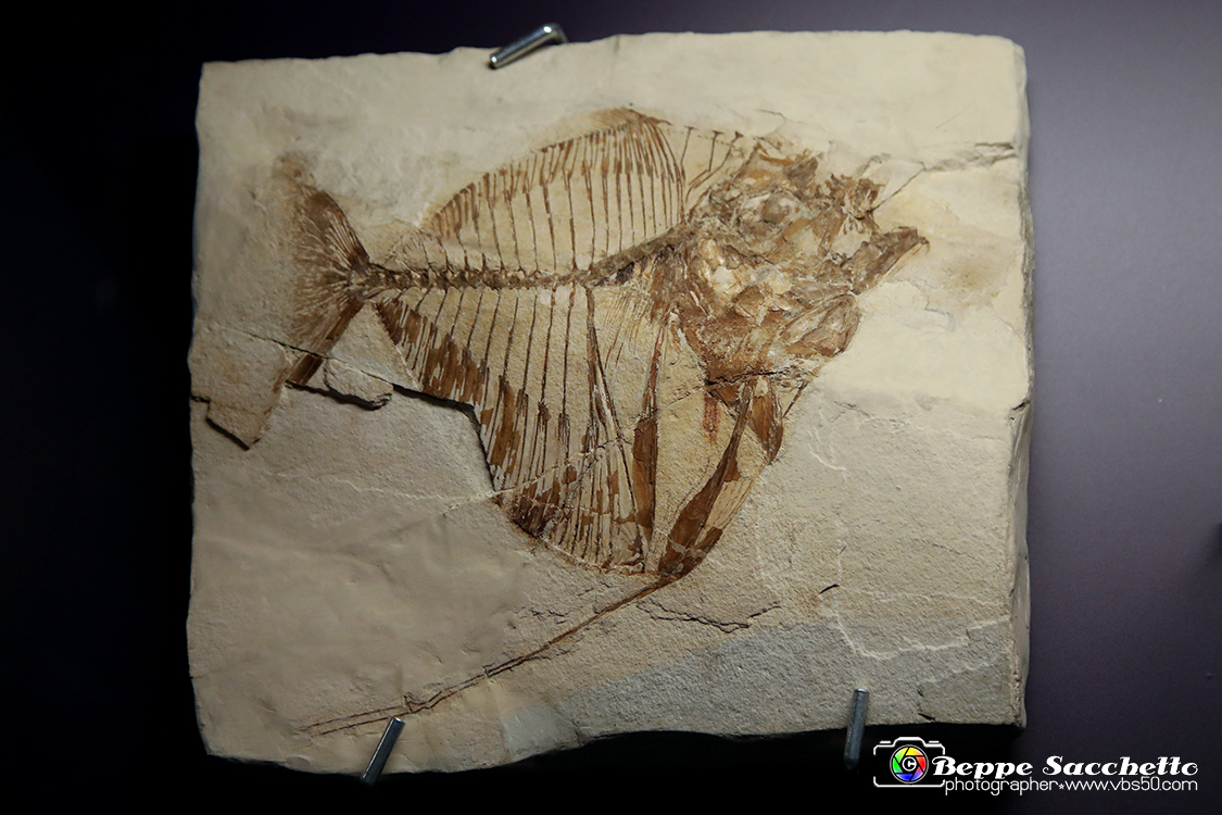 VBS_9065 - Museo Paleontologico - Asti.jpg